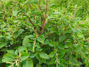 Cây dại mọc bờ rào nay thành đặc sản nổi tiếng, giá 80.000 đ/kg được người thành phố ưa chuộng, trồng 35 ngày cho thu hoạch