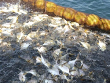Loại cá tốt trên thế giới ở Việt Nam bán đầy chợ giá từ 120.000 đồng/kg, xưa ít người ăn nay thành đặc sản, "tốt hơn cá hồi"