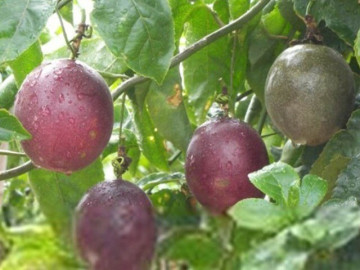 Tin tức - Loại quả mọc bờ rào xưa chín rụng đầy nay thành đặc sản 40.000 đ/kg, trồng 6 tháng cho thu hoạch, người thành phố ưa chuộng