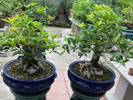 Cây lạ tên đẹp tỏa mùi thơm đặc biệt “lên chậu” thành siêu phẩm bonsai, mang lại may mắn, có cây giá 1,6 tỷ đồng