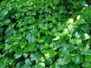 Tin tức - Loại rau lớn nhanh như thổi, giàu dưỡng chất, trồng một lần thu hái quanh năm, giúp nông dân làm giàu