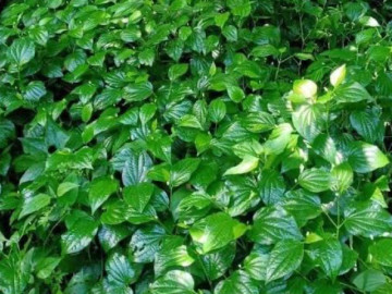 Loại rau lớn nhanh như thổi, giàu dưỡng chất, trồng một lần thu hái quanh năm, giúp nông dân làm giàu