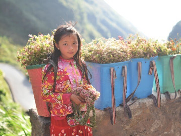 Những điểm hoa tam giác mạch nở rộ ở cao nguyên đá Đồng Văn