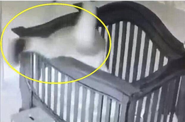 Bà nội không giữ được thăng bằng nên đã ngã nhào vào trong cũi.