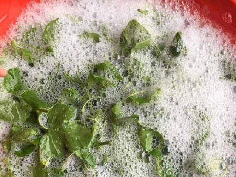 Loại lá càng rửa càng nổi bọt như xà phòng, giá 150.000 đồng/kg, ăn được liền “thành tiên” còn cực dễ trồng