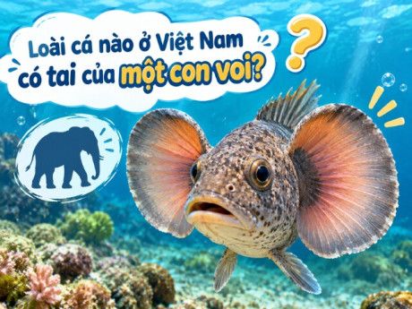 Loài cá nào ở Việt Nam có tai của một con voi?