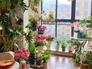 Nhà đẹp - 5 cây cảnh hiếm khi ra hoa, một khi bung nở liền được ví như “thần tài gõ cửa”