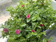 Nhà đẹp - 4 loài hoa vừa đẹp nhà vừa ăn được, trồng một lần hưởng lợi dài lâu, càng chăm càng mê