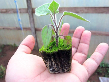 Nhà đẹp - Rau xưa mọc đầy bờ ruộng bất ngờ “lên đời” thành đặc sản 55.000 đồng/kg, quả giá cao gấp 7 lần
