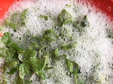 Loại lá càng rửa càng nổi bọt như xà phòng, giá 150.000 đồng/kg, ăn được liền “thành tiên” còn cực dễ trồng