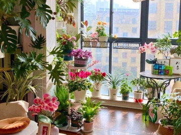 Nhà đẹp - 5 cây cảnh hiếm khi ra hoa, một khi bung nở liền được ví như “thần tài gõ cửa”