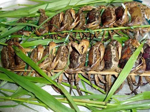 Uống nước cua sống sẽ tăng lực? - 1